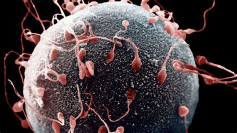 Sperma auf den Körper Hure Brasschaat